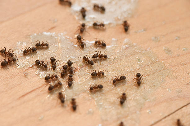 Lake Holiday, VA Pest Control Company